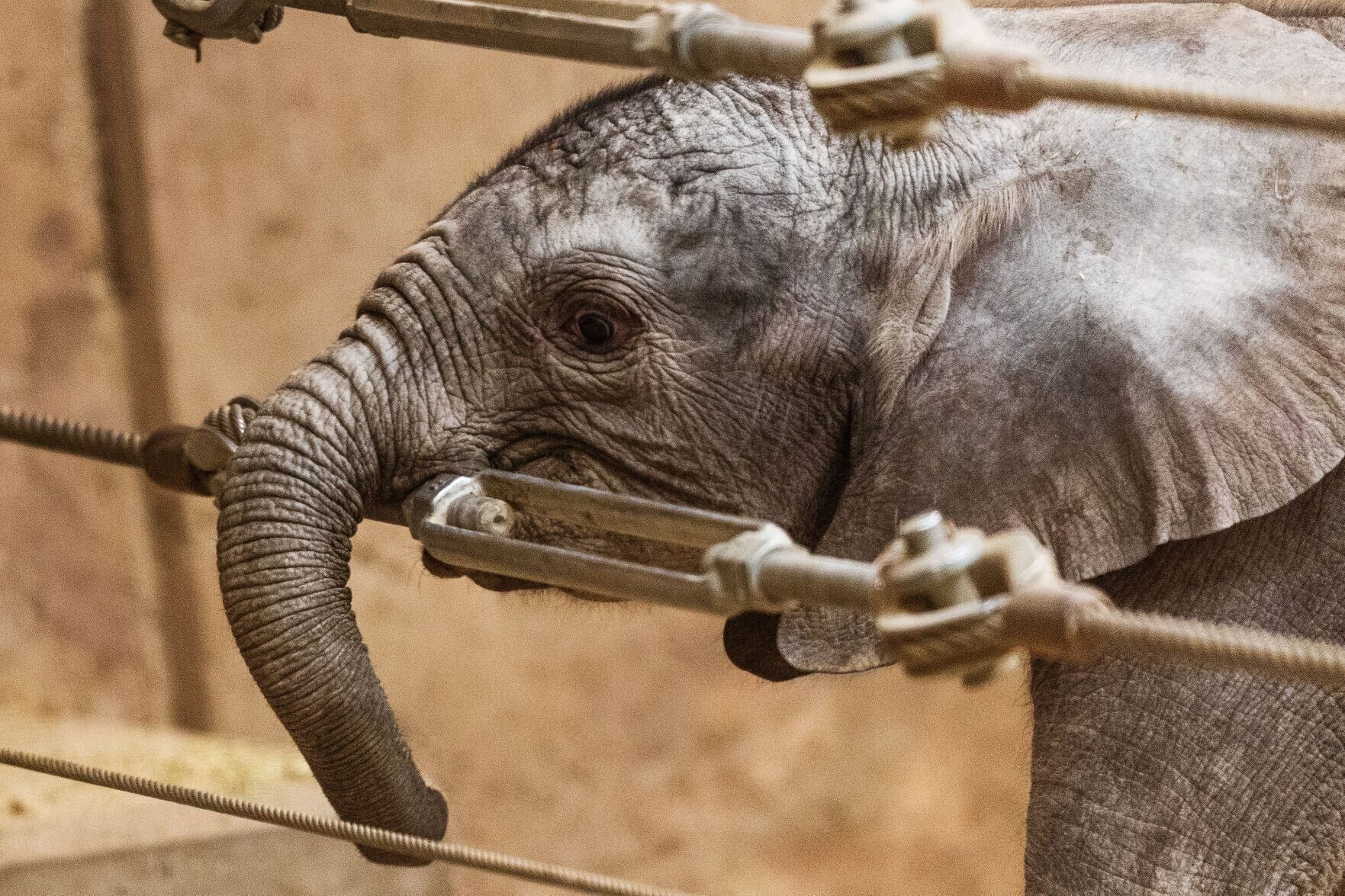 021522-owh-new-elephants-pic-cm004